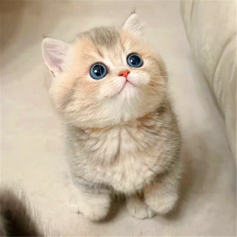 猫舍直销,批发价出售,蓝金渐层